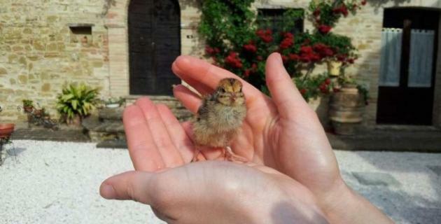 فندق Petrignanoفي  Agriturismo Il Podere المظهر الخارجي الصورة